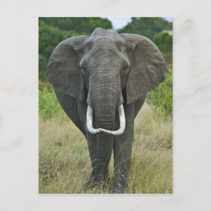 Carte Postale Loxodonta d'Elephantna d'Africain, jeu de Mara de