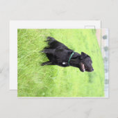 Carte Postale LR - laboratoire noir (Devant / Derrière)