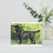 Carte Postale LR noir complet (Debout devant)