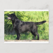 Carte Postale LR noir complet (Devant)