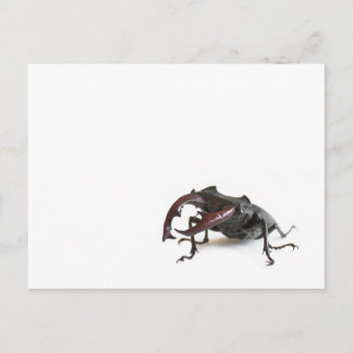 Carte Postale Lucane cerf