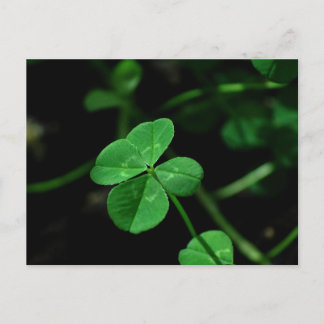 Carte Postale Lucky
