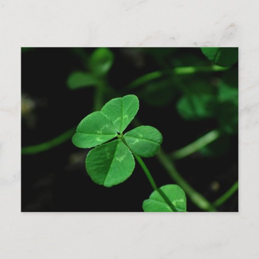 Carte Postale Lucky (Devant)