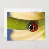 Carte Postale Lucky (Devant / Derrière)