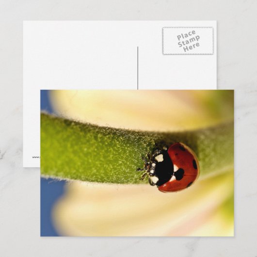 Carte Postale Lucky (Devant / Derrière)