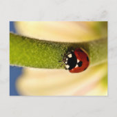 Carte Postale Lucky (Devant)