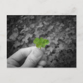 Carte Postale Lucky 6 (version de couleur sélective) (Devant)