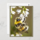 Carte Postale Lucky Bee (Devant / Derrière)