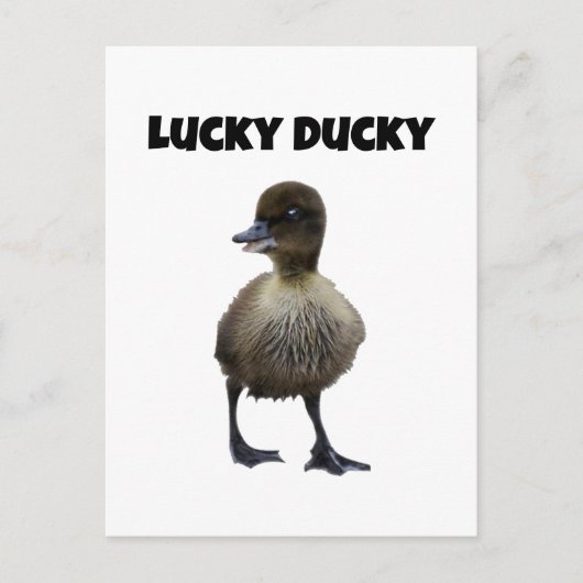 Carte Postale Lucky Duck Funny Cute Duckling Oiseau Photo Art (Devant)