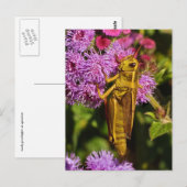 Carte Postale Lucky Grasshopper sur Ageratum (Devant / Derrière)