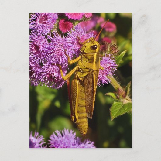 Carte Postale Lucky Grasshopper sur Ageratum (Devant)