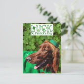 Carte Postale Lucky Irish Setter St. Patrick's Day Postcard (Debout devant)