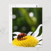 Carte Postale Lucky Ladybug (Devant / Derrière)