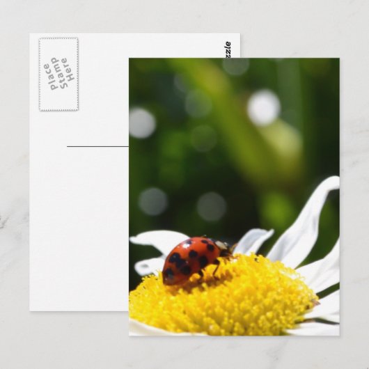 Carte Postale Lucky Ladybug (Devant / Derrière)