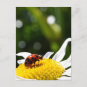 Carte Postale Lucky Ladybug (Devant)