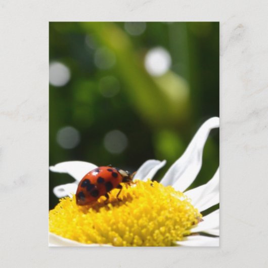 Carte Postale Lucky Ladybug (Devant)