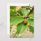 Carte Postale Lucky Ladybug (Devant / Derrière)