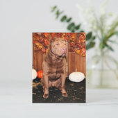 Carte Postale Lucky - Shar Pei - Hildebrand (Debout devant)