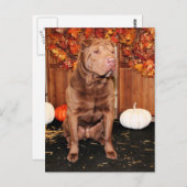 Carte Postale Lucky - Shar Pei - Hildebrand (Devant / Derrière)