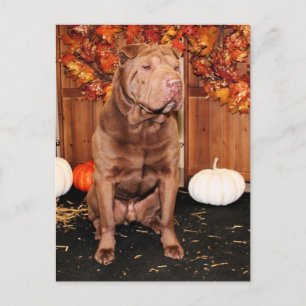 Carte Postale Lucky - Shar Pei - Hildebrand