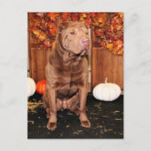 Carte Postale Lucky - Shar Pei - Hildebrand (Devant)