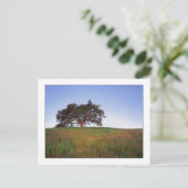 Carte Postale "Lueur de chêne " (Debout devant)