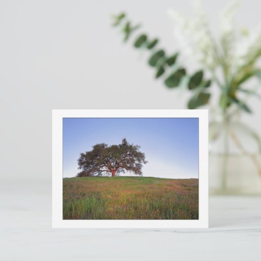 Carte Postale "Lueur de chêne " (Debout devant)