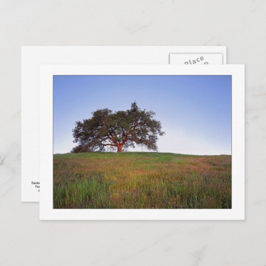 Carte Postale "Lueur de chêne " (Devant / Derrière)