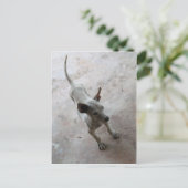 Carte Postale Luk Maa ... Chien chiot thaïlandais Soi (Debout devant)