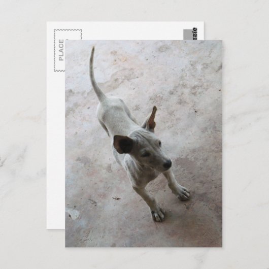 Carte Postale Luk Maa ... Chien chiot thaïlandais Soi (Devant / Derrière)