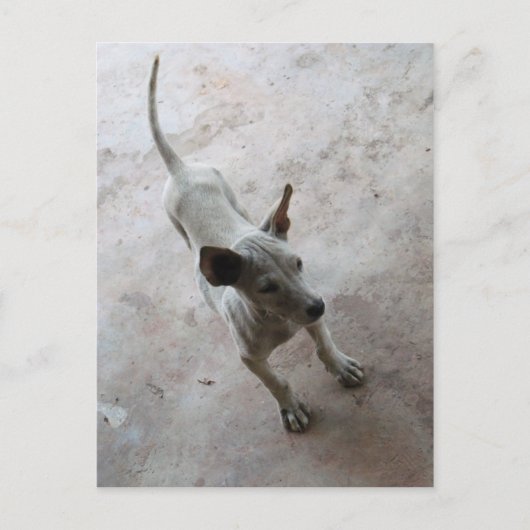 Carte Postale Luk Maa ... Chien chiot thaïlandais Soi (Devant)