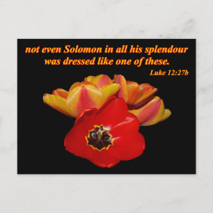 Carte Postale luke 12:27b et tulipes lumineuses