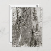 Carte Postale Lumberjacks avec Fir géant, 1905 (Devant / Derrière)