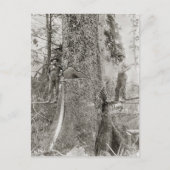 Carte Postale Lumberjacks avec Fir géant, 1905 (Devant)