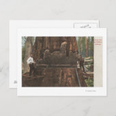 Carte Postale Lumberjacks Couper un séquoia (Devant / Derrière)