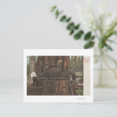 Carte Postale Lumberjacks Couper un séquoia (Debout devant)