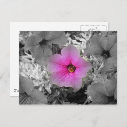 Carte Postale Lumière (Devant / Derrière)