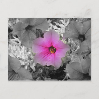 Carte Postale Lumière