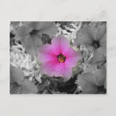 Carte Postale Lumière (Devant)