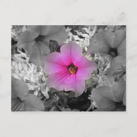 Carte Postale Lumière (Devant)