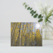 Carte Postale Lumière à travers le Aspen's (Debout devant)