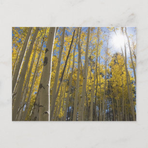 Carte Postale Lumière à travers le Aspen's