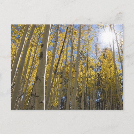 Carte Postale Lumière à travers le Aspen's (Devant)