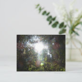 Carte Postale Lumière à travers les arbres (Debout devant)