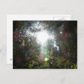 Carte Postale Lumière à travers les arbres (Devant / Derrière)