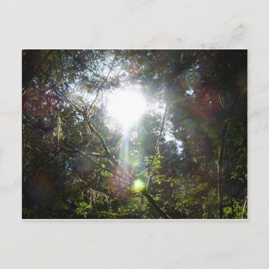 Carte Postale Lumière à travers les arbres (Devant)