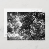 Carte Postale Lumière à travers les arbres (Devant / Derrière)