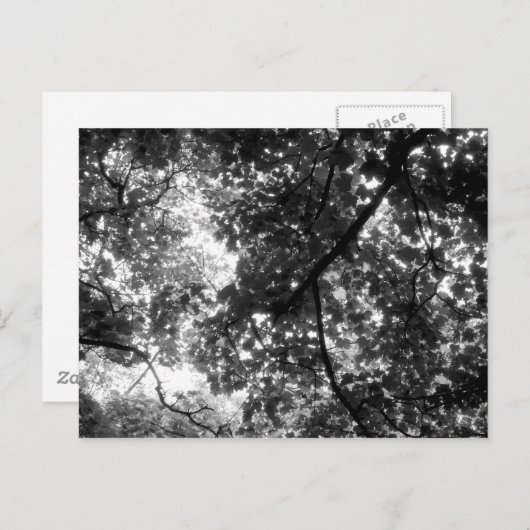 Carte Postale Lumière à travers les arbres (Devant / Derrière)