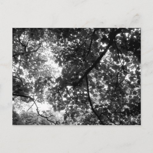 Carte Postale Lumière à travers les arbres (Devant)