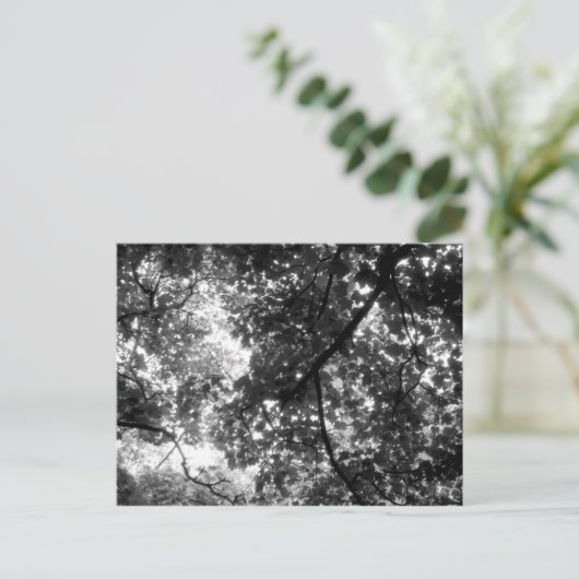 Carte Postale Lumière à travers les arbres (Debout devant)